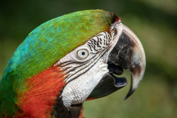 Expensive and exoitic hybrid pet Macaw colourful portrait 