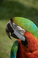 Expensive and exoitic hybrid pet Macaw colourful portrait 