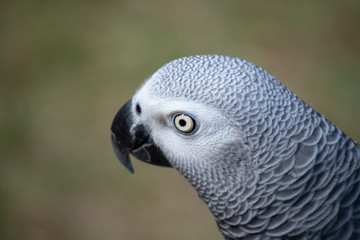 Pet African grey is a good mimic  and talker
