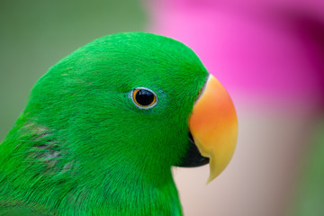 Head shot of a green Electus Pet Parrot in Singapore