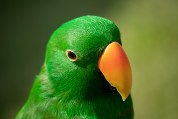Fototapeta na wymiar Head shot of a green Electus Pet Parrot in Singapore