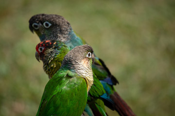 Pet conures enjoying the sunshine in Singapore