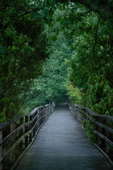 Fototapeta premium Board walk