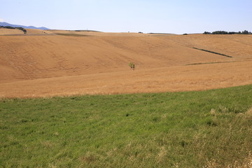 Obraz premium Paesaggio Toscano