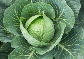 cabbage