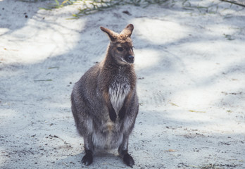 Wallaby (Macropodidae) hanging around the park in vintage setting