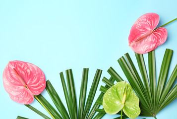 Creative composition with anthurium flowers and tropical leaves on blue background, flat lay - obrazy, fototapety, plakaty