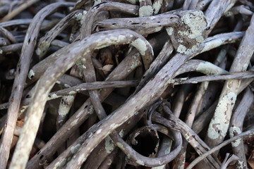 Overgrown Root System Texture