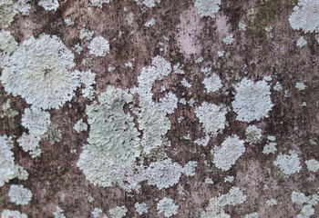 Mold On Tree Texture