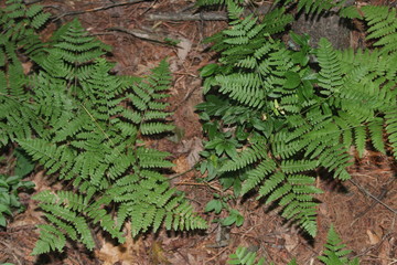 dark green ferns