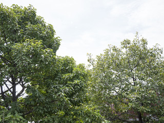 top of big  tree and sky