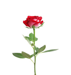 Obraz premium Red long stem rose on white background