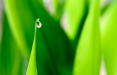 Single rain water droplet on a green vegetation background with copyspace area for lush gardening ideas using a fresh dew drop concept