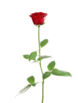 Red long stem rose on white background
