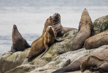 Fototapeta premium Steller Sea Lions, Glacier Bay