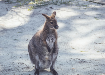 Wallaby (Macropodidae) hanging around the park in vintage setting