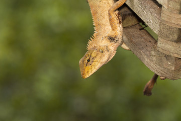 Photo from the macro camera of a yellow chameleon Creepers in Thailand