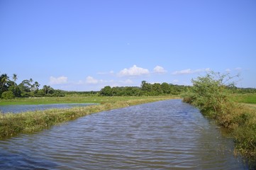 the small river at the paddyfield