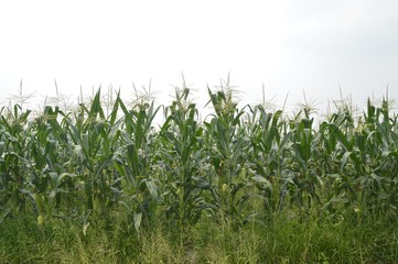the corn plantation