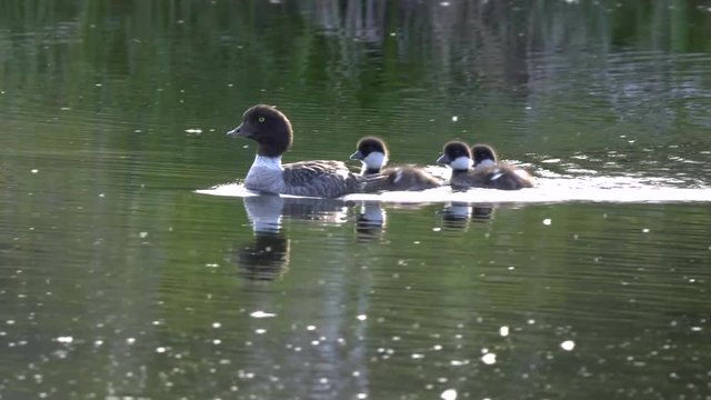 a tracking shot of a common goldeneye duck family on a pond in grand teton national park in the united states