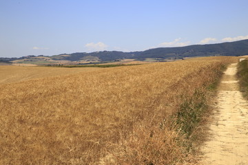 Paesaggio Toscano