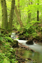 Ulfenbach