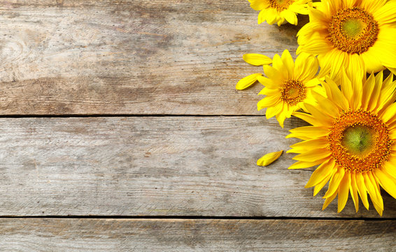 Yellow sunflowers on wooden background, top view