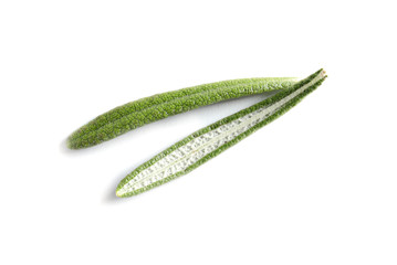 Fresh rosemary on white background