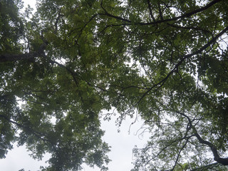 Fototapeta premium dark color of leaf 