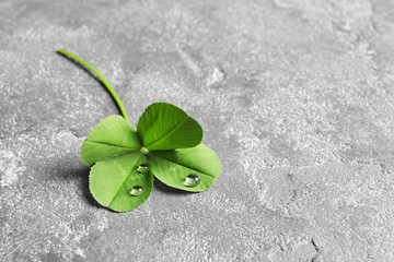 Green four-leaf clover on gray background with space for text