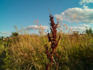 beautiful flowers in the grass