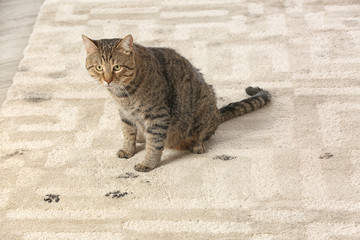 Cute cat leaving muddy paw prints on carpet