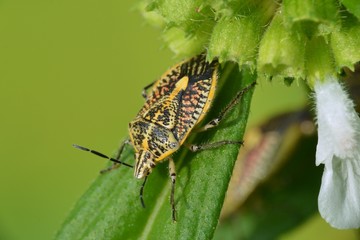 the bug on the leaf
