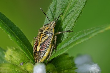the bug on the leaf