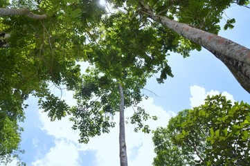 Fototapeta premium the view of tropical forest from the bottom