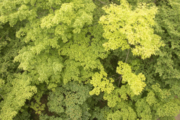 a view above the tree tops from the tower at Washington Island , WI