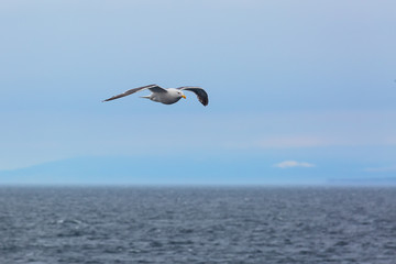 Seagull flying over the ocean against the horizon