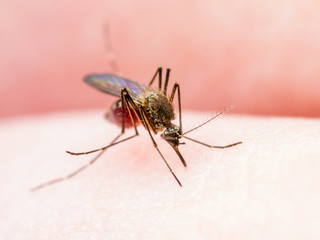 Yellow Fever, Malaria or Zika Virus Infected Mosquito Insect Macro