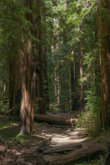 Mendocino Redwood Forest Floor