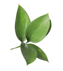 Ruscus branch with fresh green leaves on white background