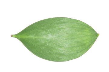 Fresh green Ruscus leaf on white background