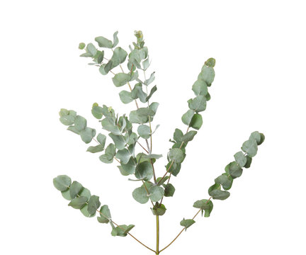 Eucalyptus branches with fresh leaves on white background