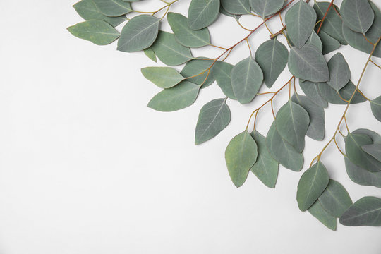 Fresh eucalyptus leaves on white background, top view