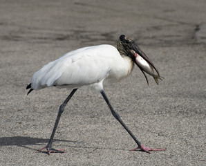 Black and white wood stork with pink feet walks on a gravel road with a fish in its mouth.