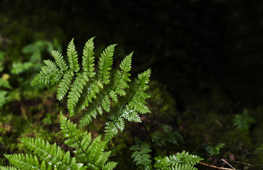 Closeup of Fern Leaf