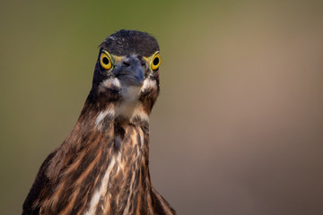 What are you looking at?    Green Heron