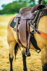 Horse Saddle
