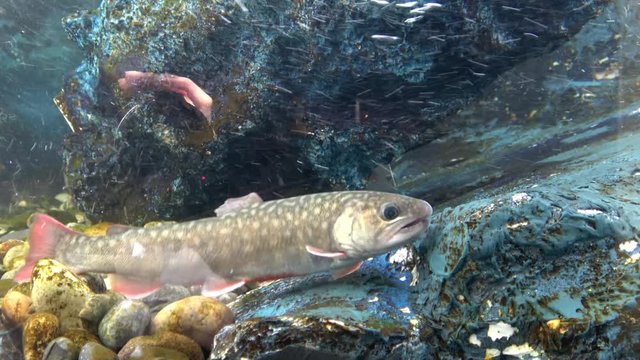 ゴギ / Head Spotted Char, Salvelinus Leucomaenis Imbrius