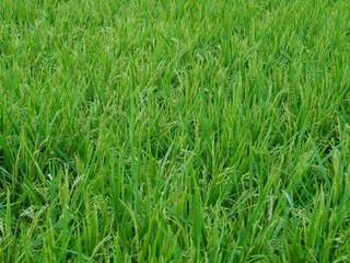 한국 청주시의 논밭 풍경 