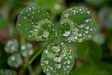 Trevo e as Gotas de orvalho.
